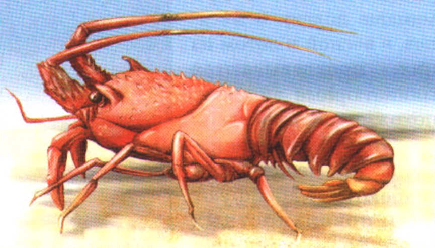 Лангуст.
