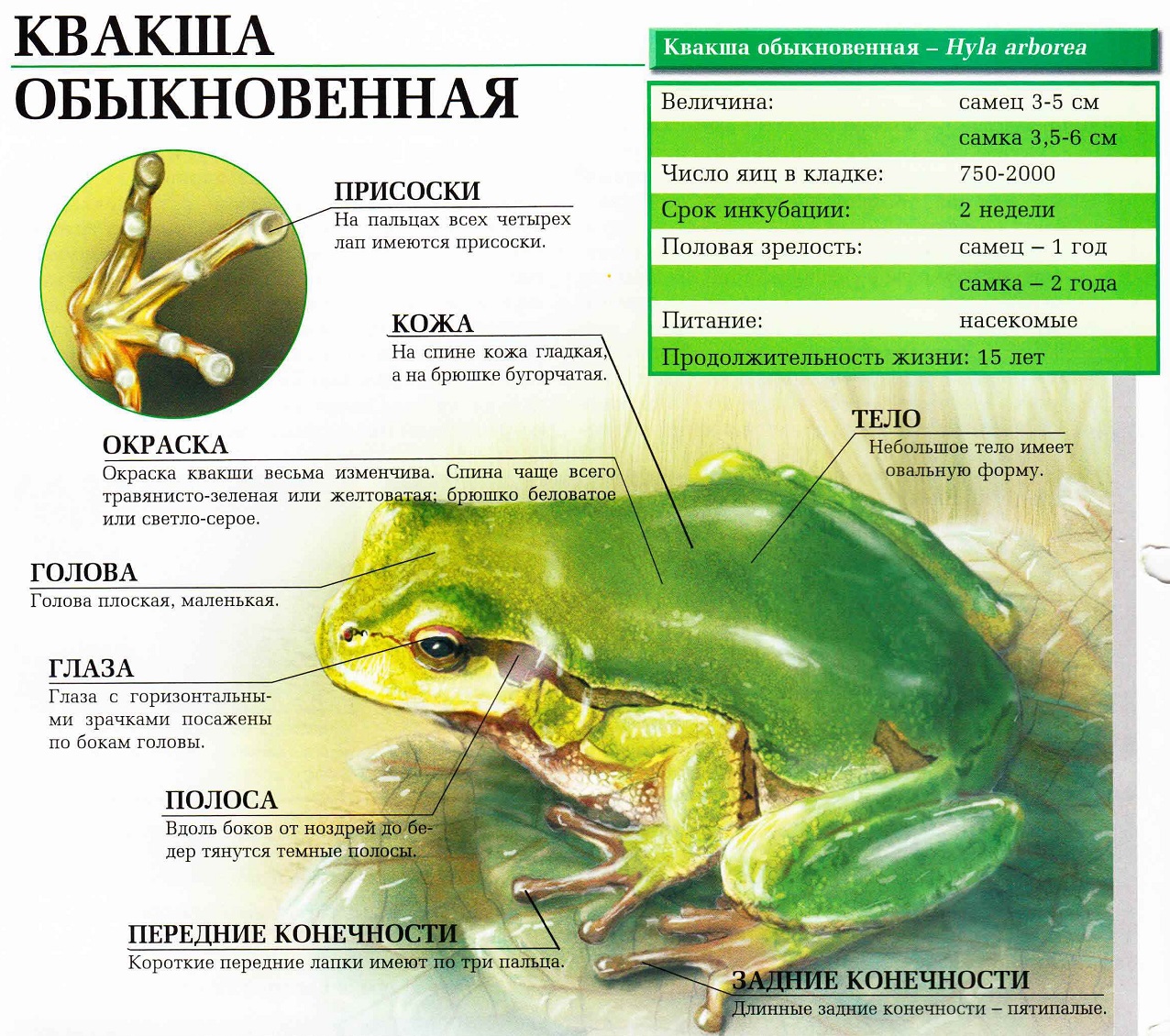 Квакша обыкновенная.