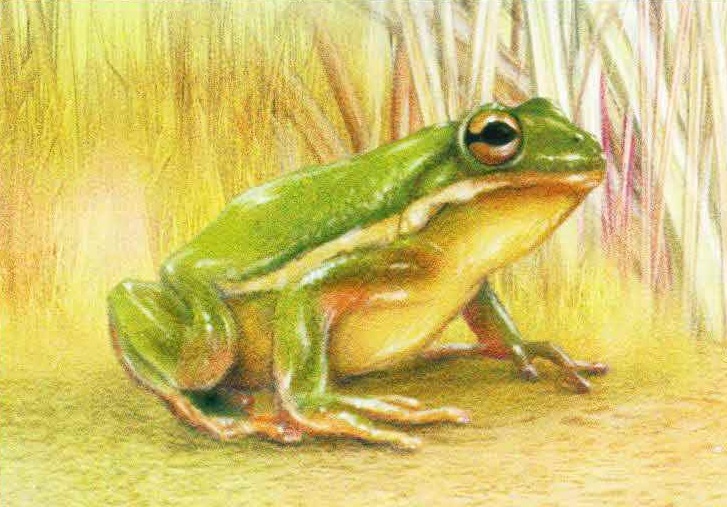 Пастушья квакша (Hyla cinerea).