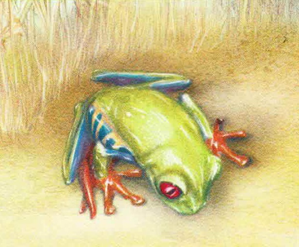 Красноглазая квакша (Agalychnis callidryas).
