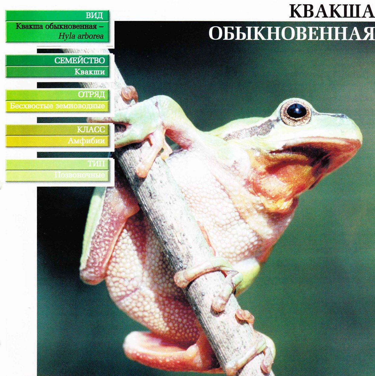 Систематика (научная классификация) квакши обыкновенной. Hyla arborea.