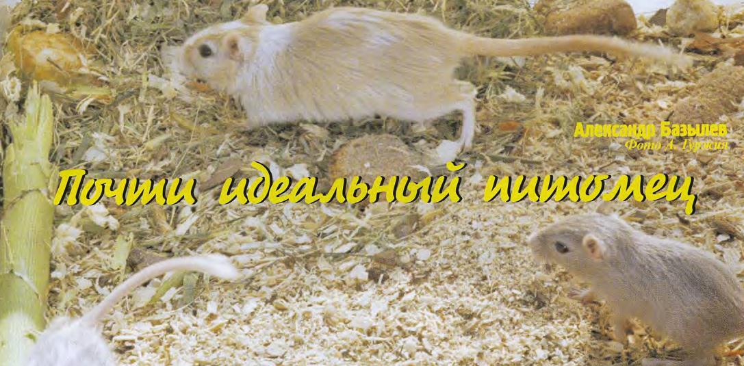 Содержание монгольских песчанок дома.
