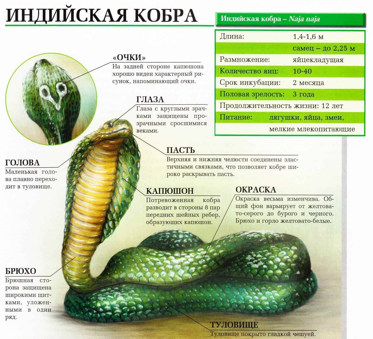 Кобра индийская (очковая).
