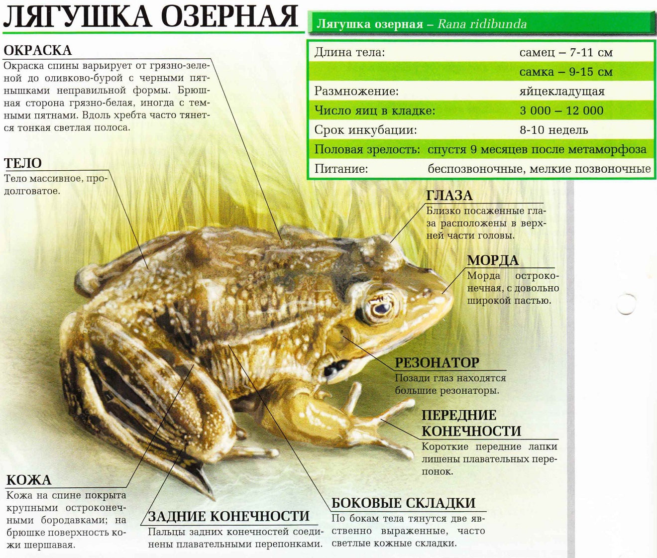 Лягушка озерная.