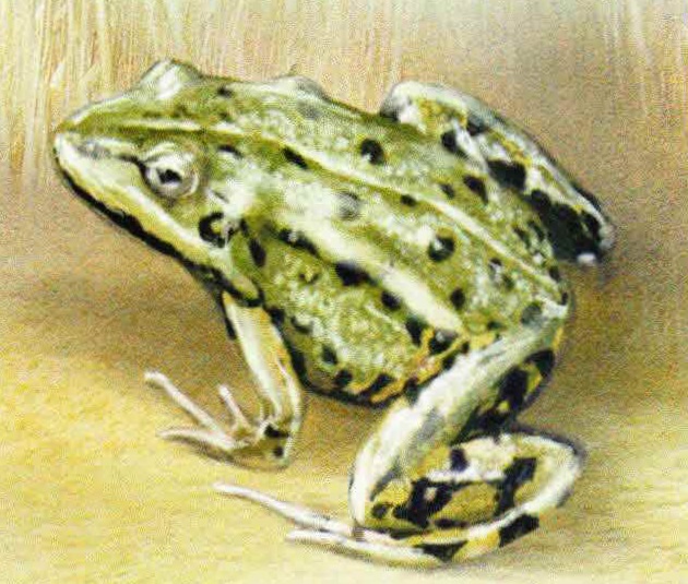 Прудовая лягушка (Rana lessonae).