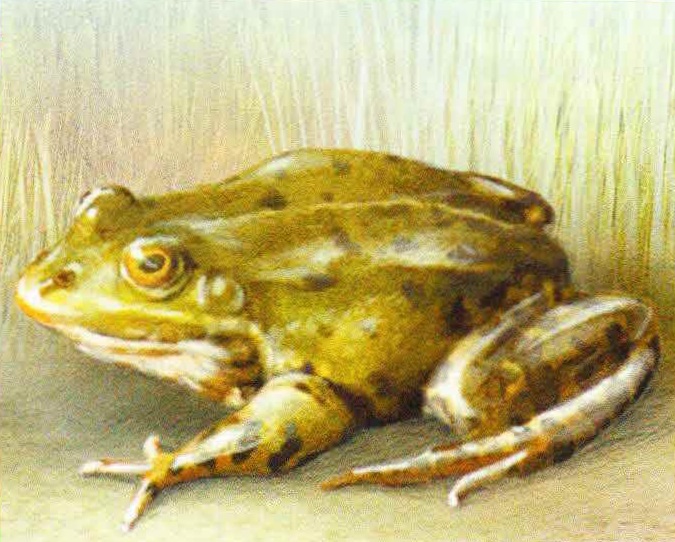Съедобная лягушка (Rana esculenta).
