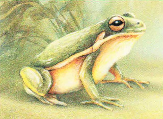 Пастушья квакша (Hyla cinerea).