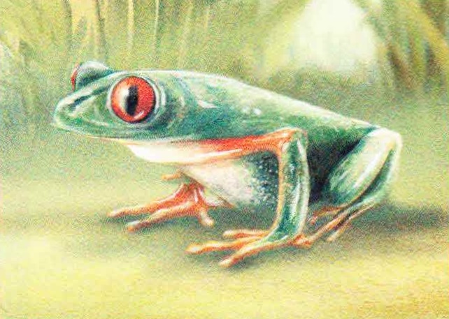 Красноглазая квакша (Agalychnis callidryas).
