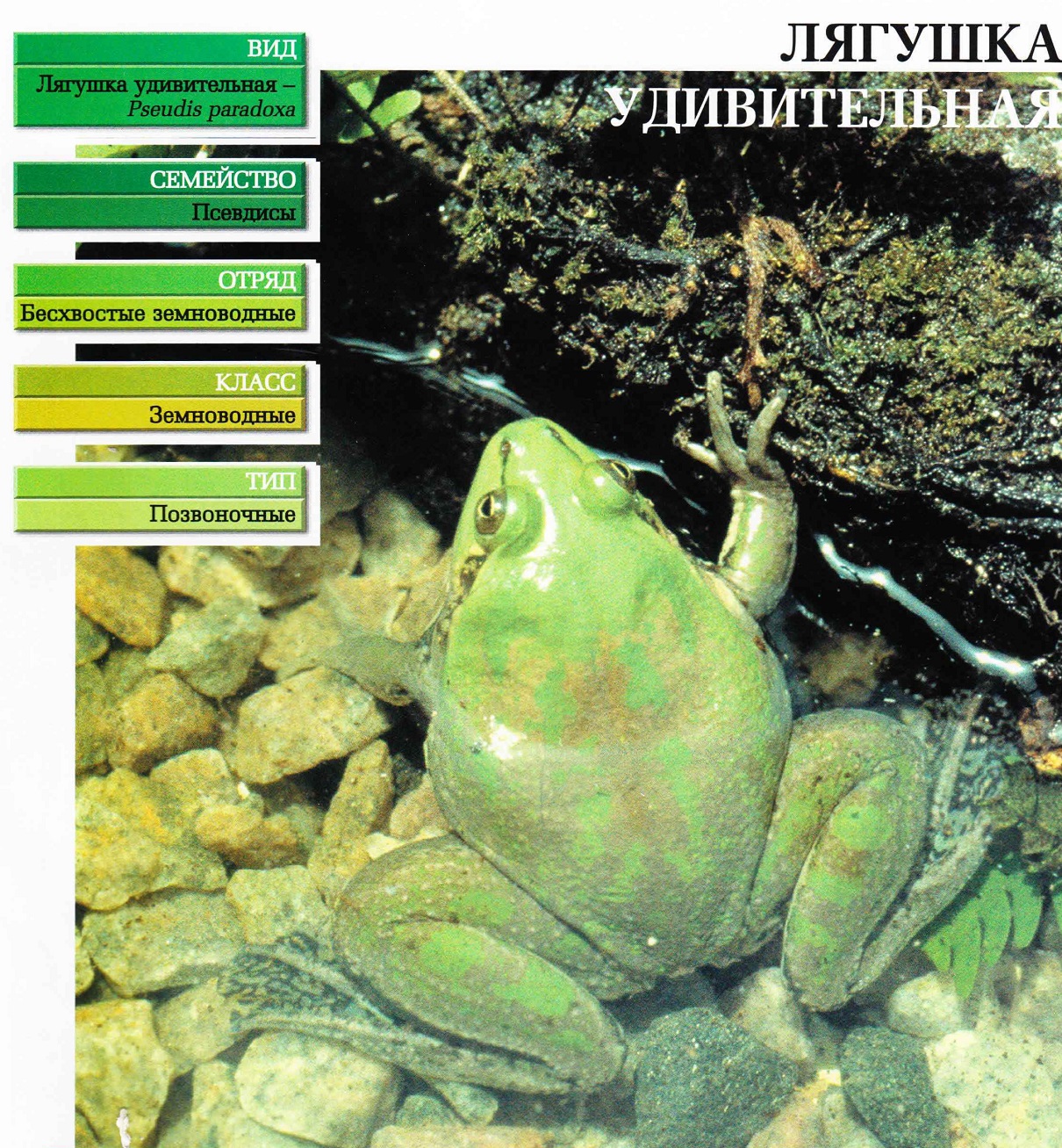 Систематика (научная классификация) лягушки удивительной. Pseudis paradoxa.