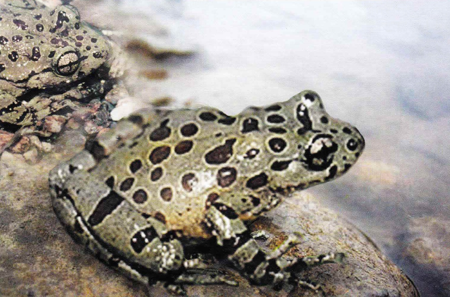 Самцы в брачных нарядах собираются группами на берегу ручья.
