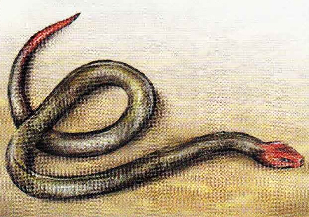 Индийский крайт (bungarus caeruleus).