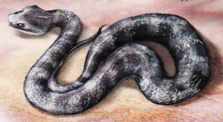 Австралийская смертельная змея (Acanthophis antarcticus).
