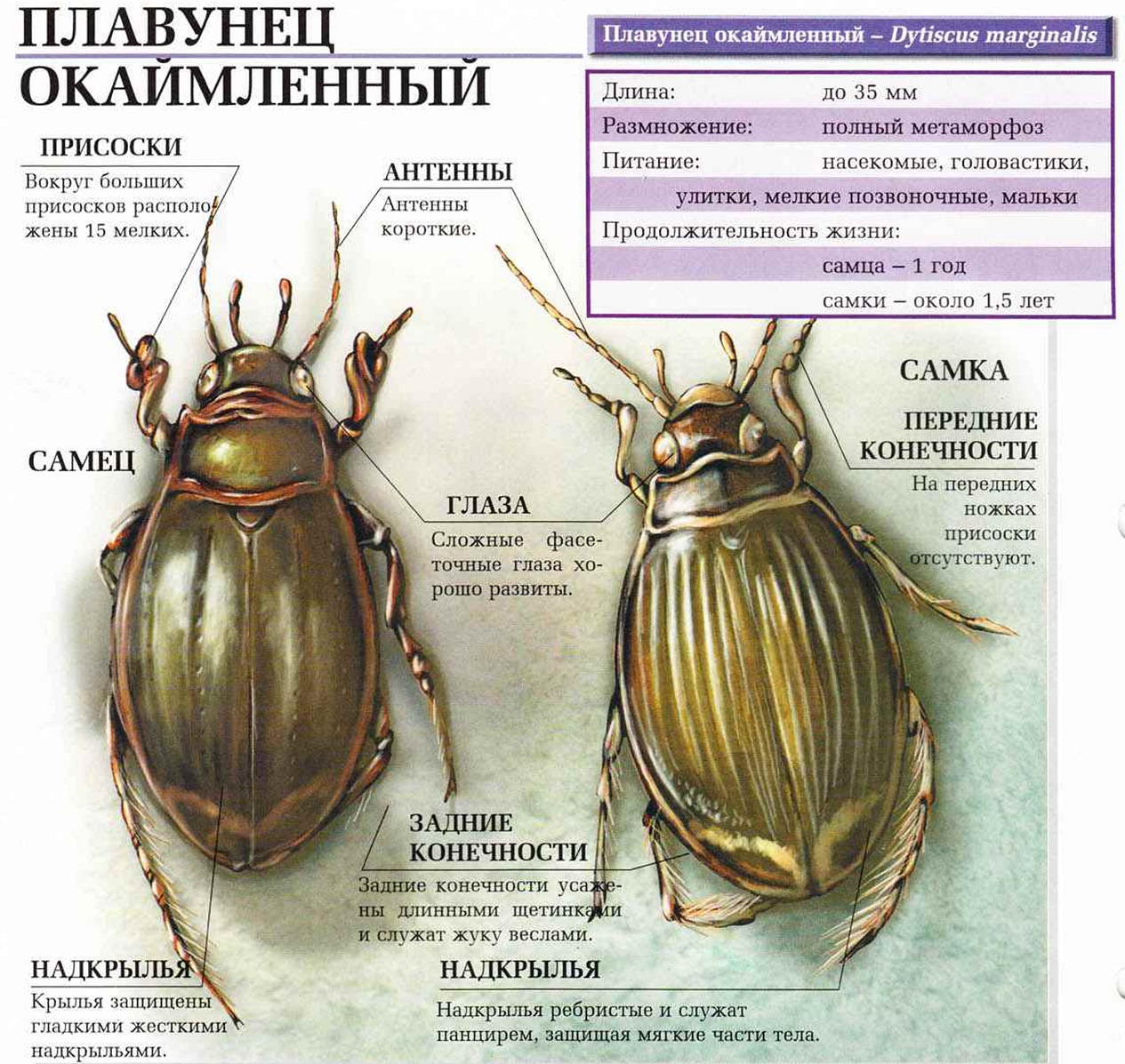 Жук плавунец окаймленный.