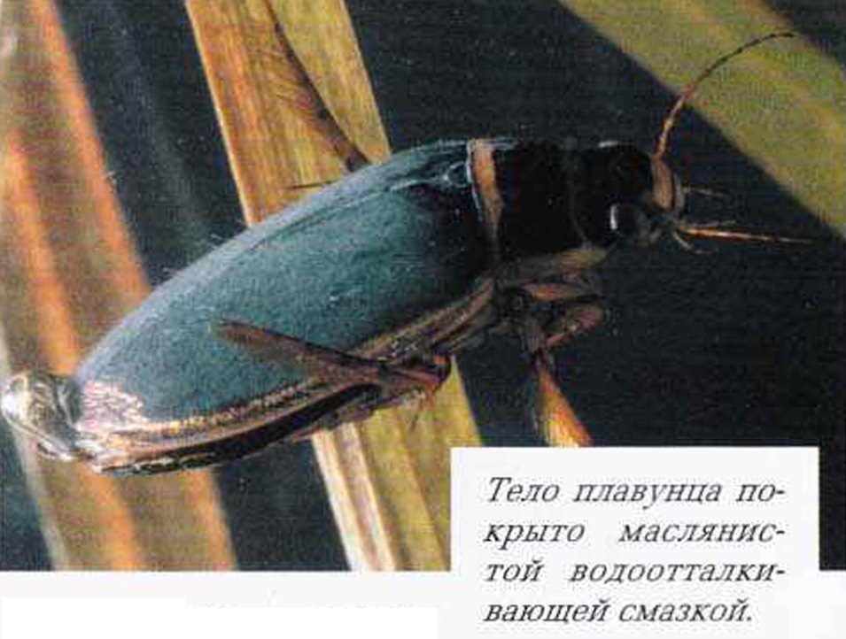 Тело плавунца покрыто маслянистой водоотталкивающей смазкой.
