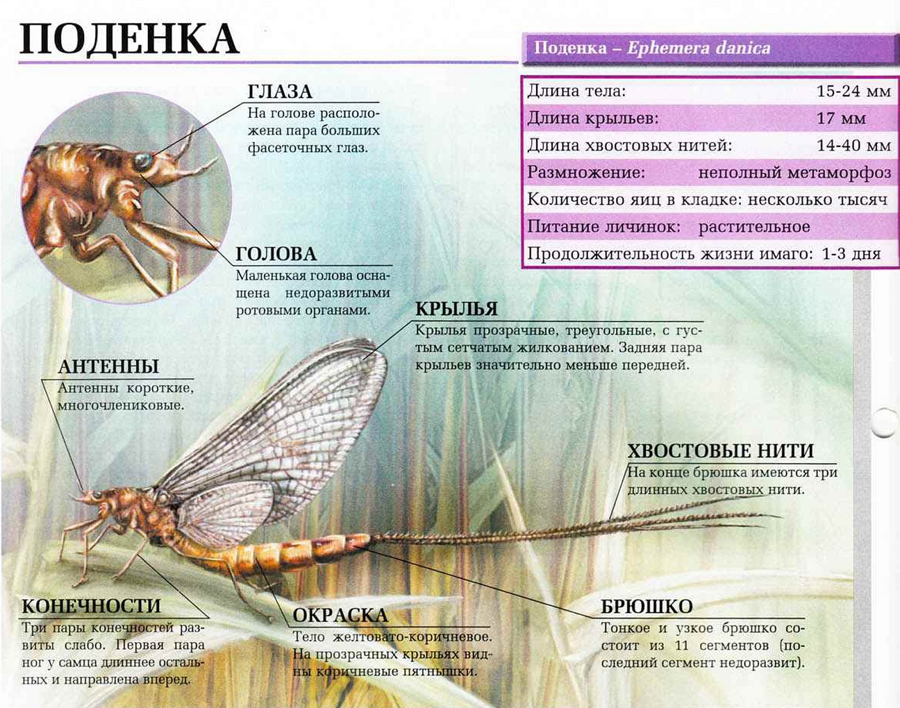 Поденка.