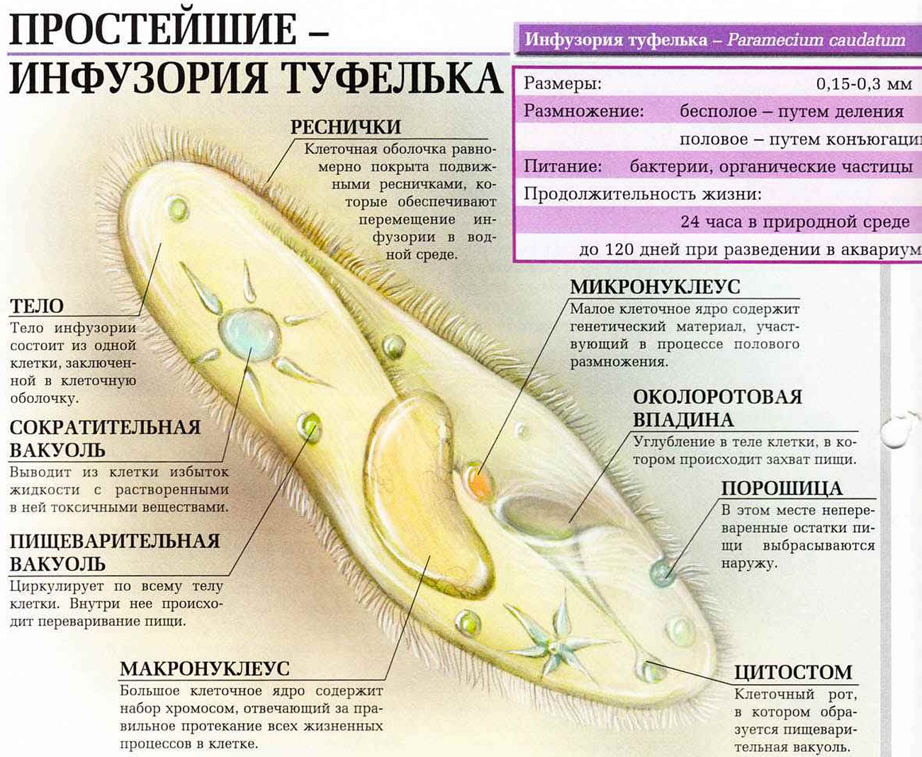 Инфузория туфелька.