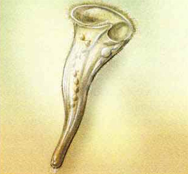 Трубач зеленый (Stentor coeruleus).