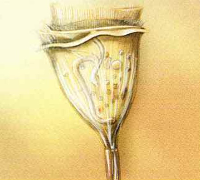 Сувойка (Vorticella).
