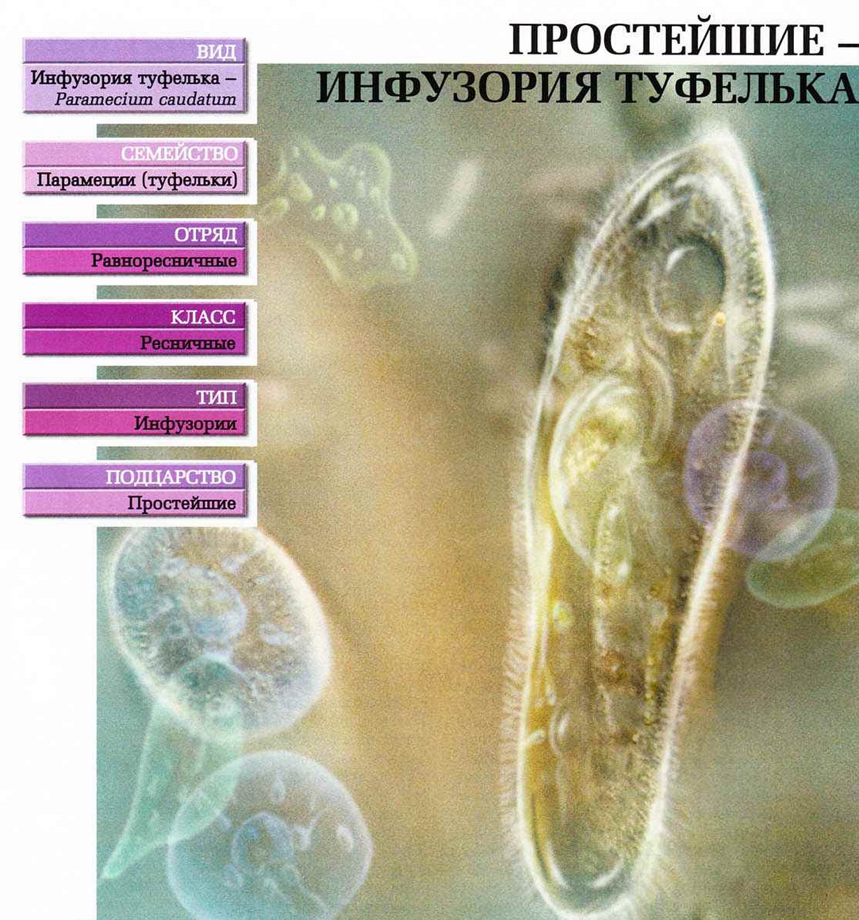 Систематика (научная классификация) инфузории туфельки. Paramecium caudatum.