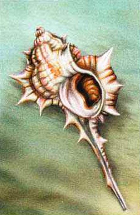 Иглянка Haustellum sobrinus.