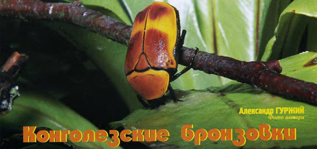 Разведение и содержание конголезских бронзовок.
