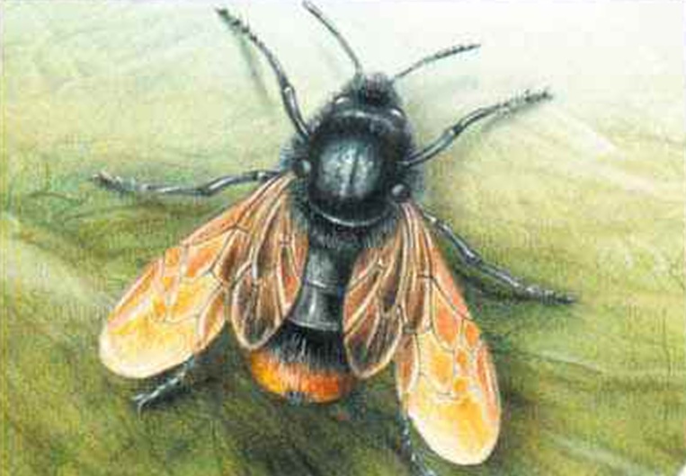 Шмель-кукушка (Psithyrus rupestris).
