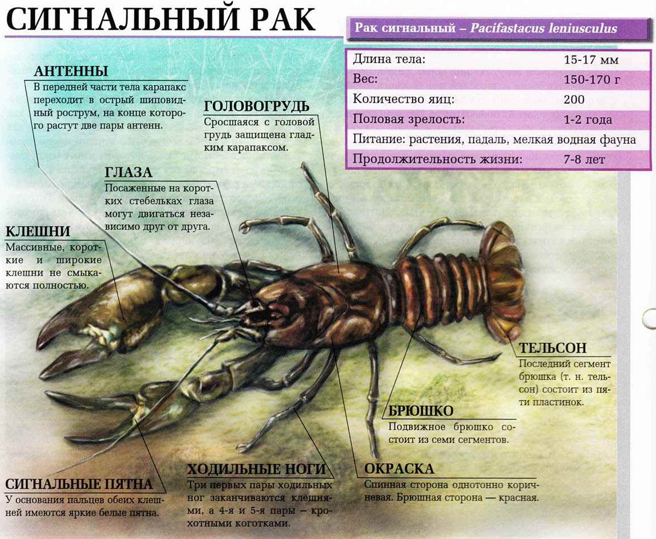Сигнальный рак.