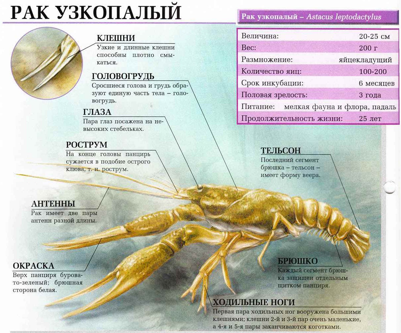 Рак узкопалый.