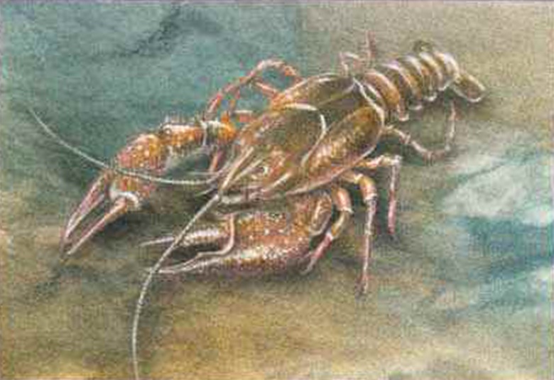 Широкопалый рак (Astacus astacus).