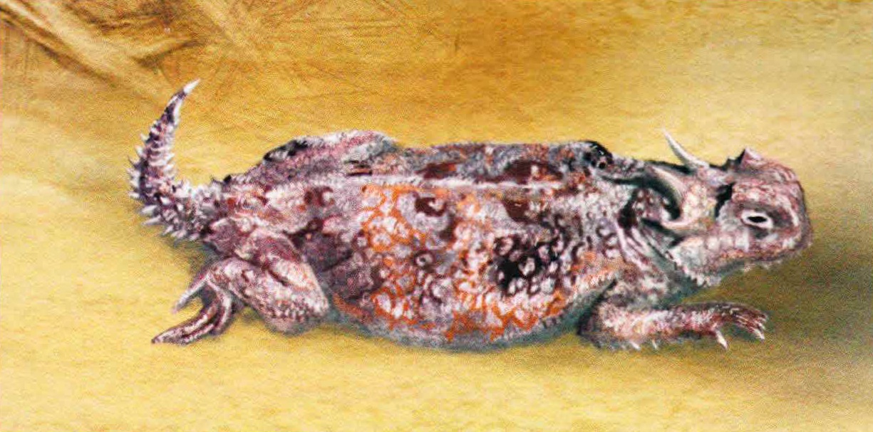 Фринозома Дугласа (Phrynosoma douglassi).
