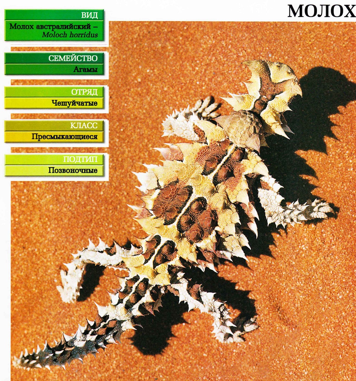 Систематика (научная классификация) молоха. Moloch horridus.