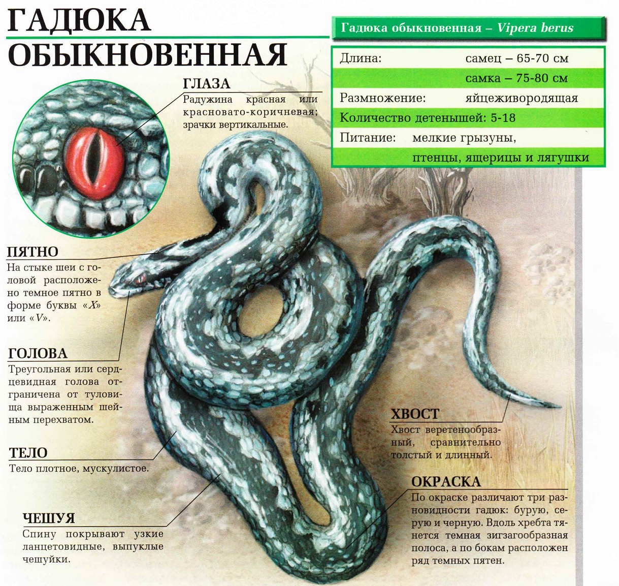 Описание обыкновенной гадюки.