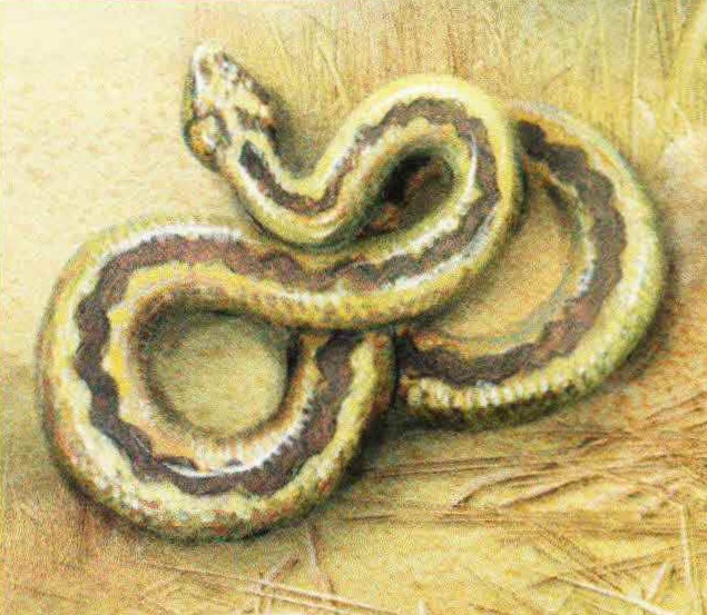 Степная гадюка (Vipera ursinii).