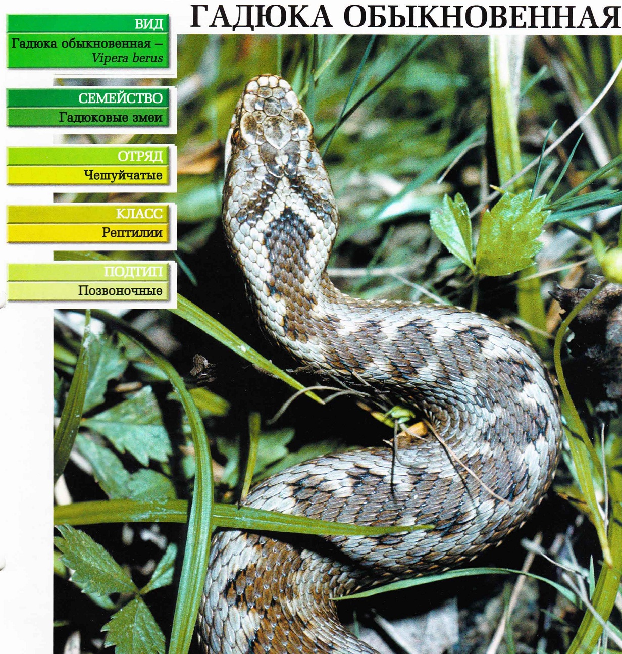 Систематика (научная классификация) гадюки обыкновенной. Vipera berus.
