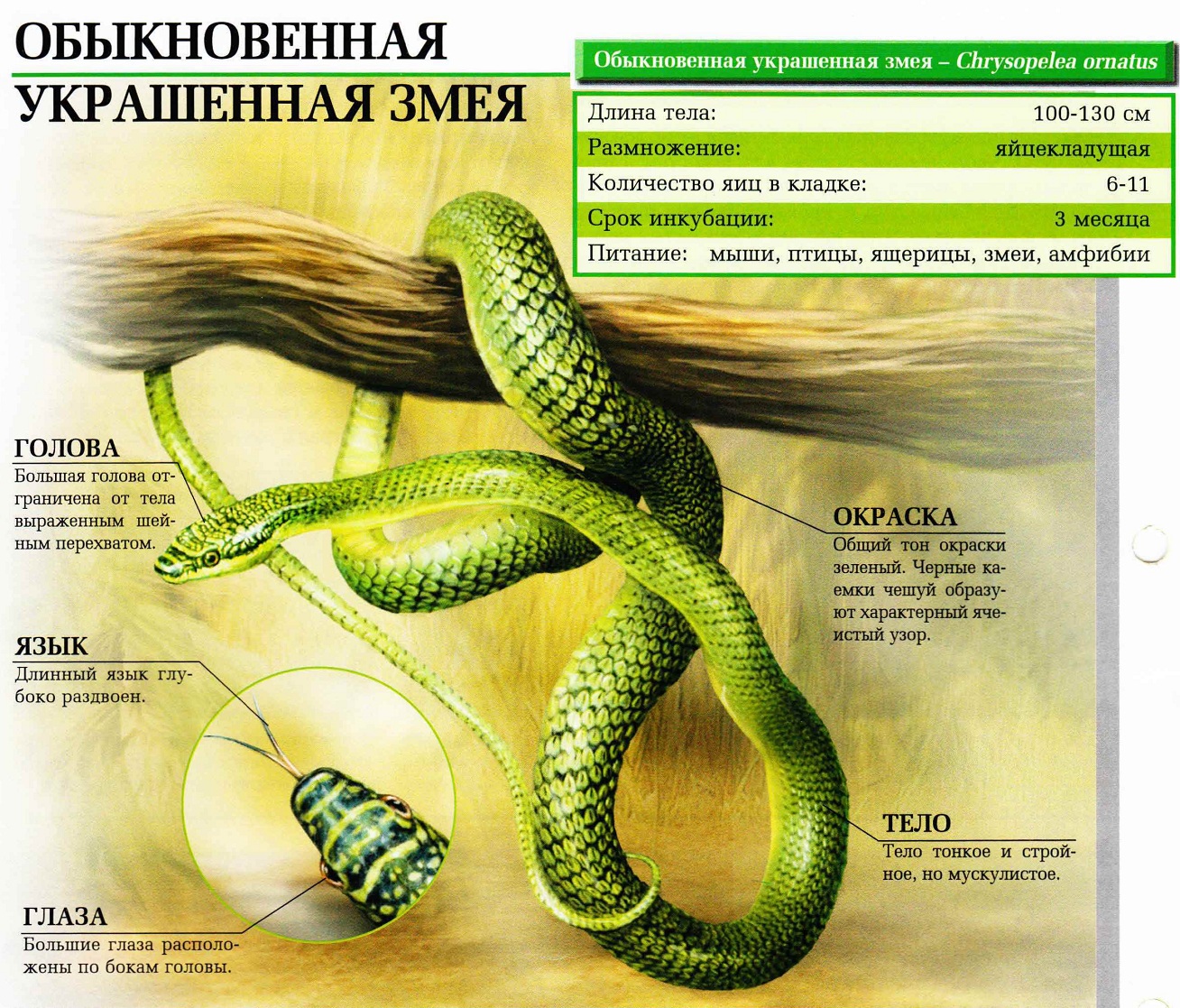 Обыкновенная украшенная змея.