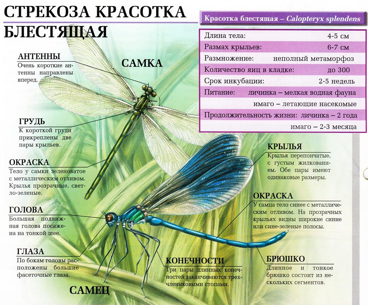 Стрекоза красотка блестящая.