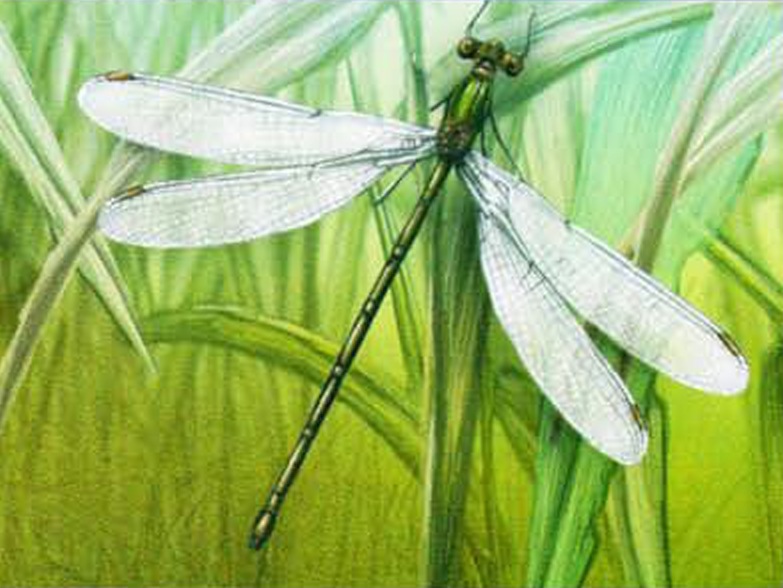 Лютка зеленая (Lestes viridis).
