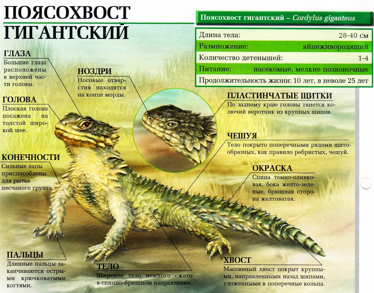 Поясохвост гигантский.