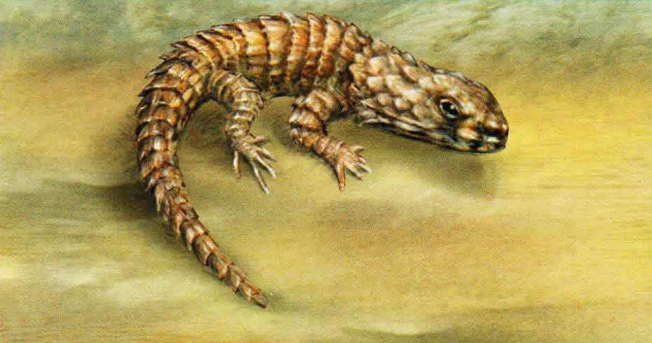 Малый поясохвост (Cordylus cataphractus).
