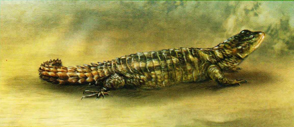 Родезийский поясохвост (Cordylus rhodesianus).
