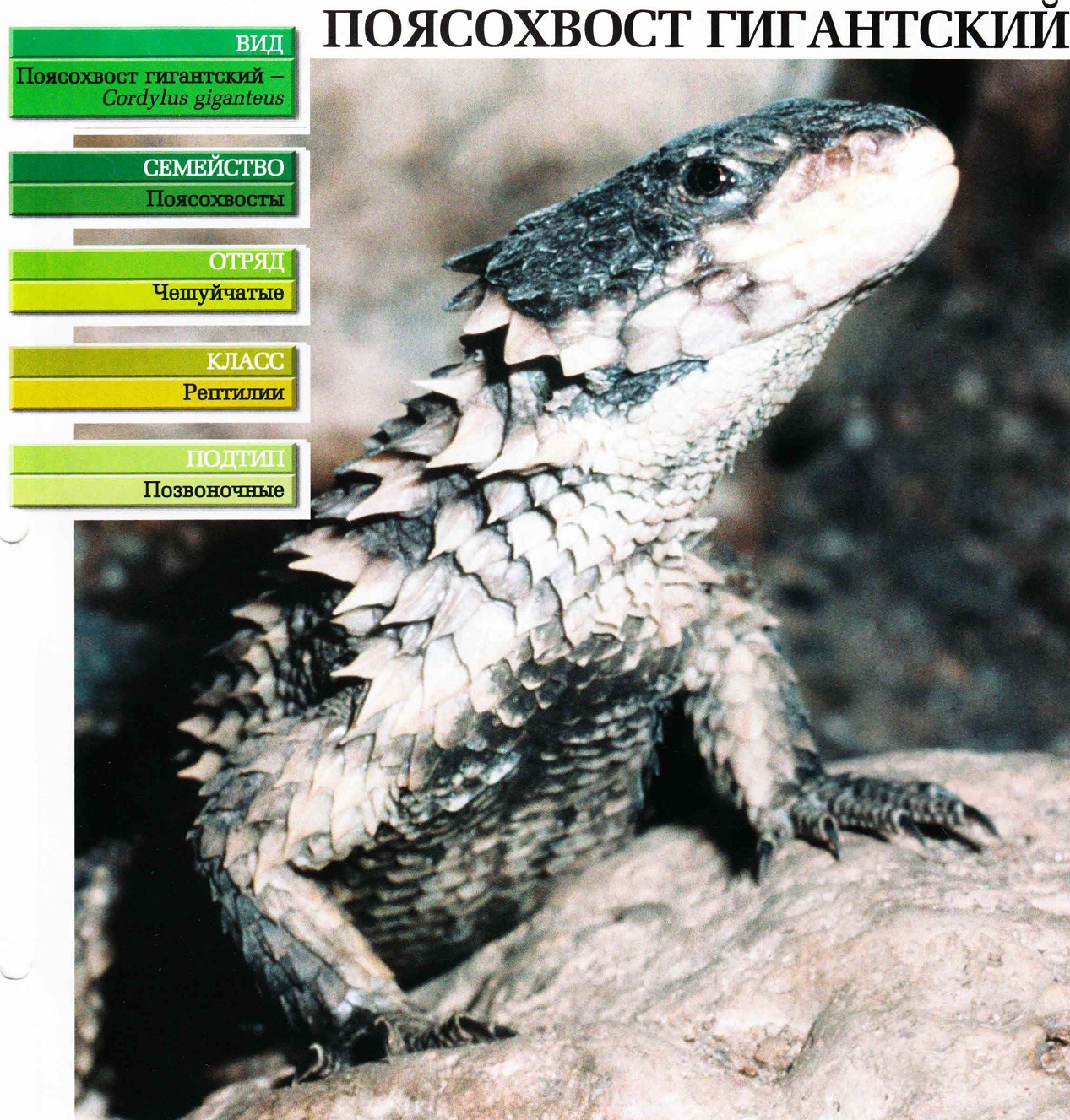 Систематика (научная классификация) поясохвоста гигантского. Cordylus giganteus.