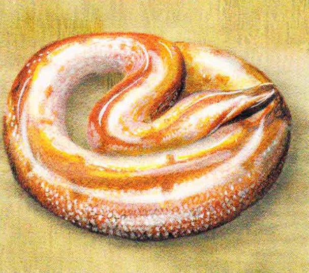 Тихоокеанский удав (Candoia aspera).