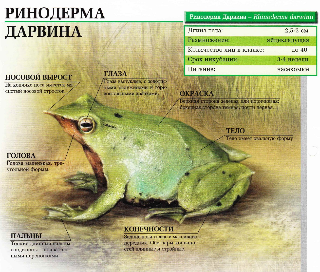 Ринодерма Дарвина.
