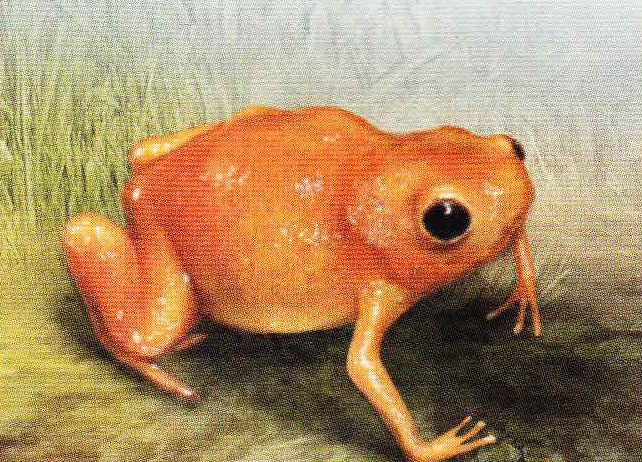 Седлоносная жаба (Brachycephalus ephippius).