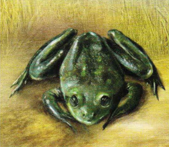 Удивительная лягушка (Pseudis paradoxus).
