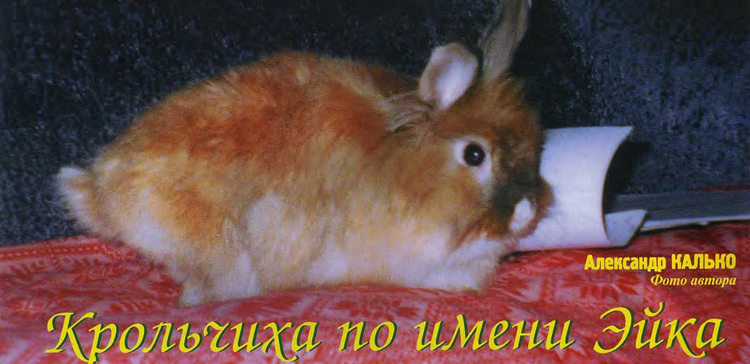 Опыт содержания кролика дома.
