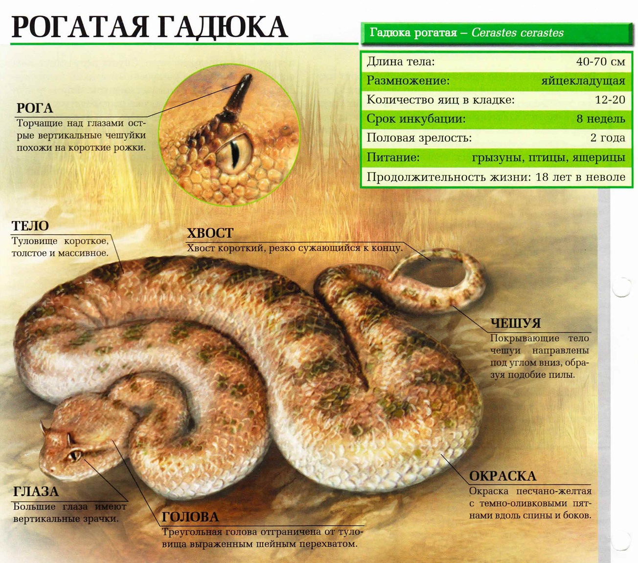 Гадюка рогатая.