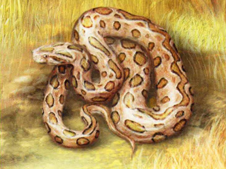 Цепочная гадюка (Vipera russellii).Описание рогатой гадюки.