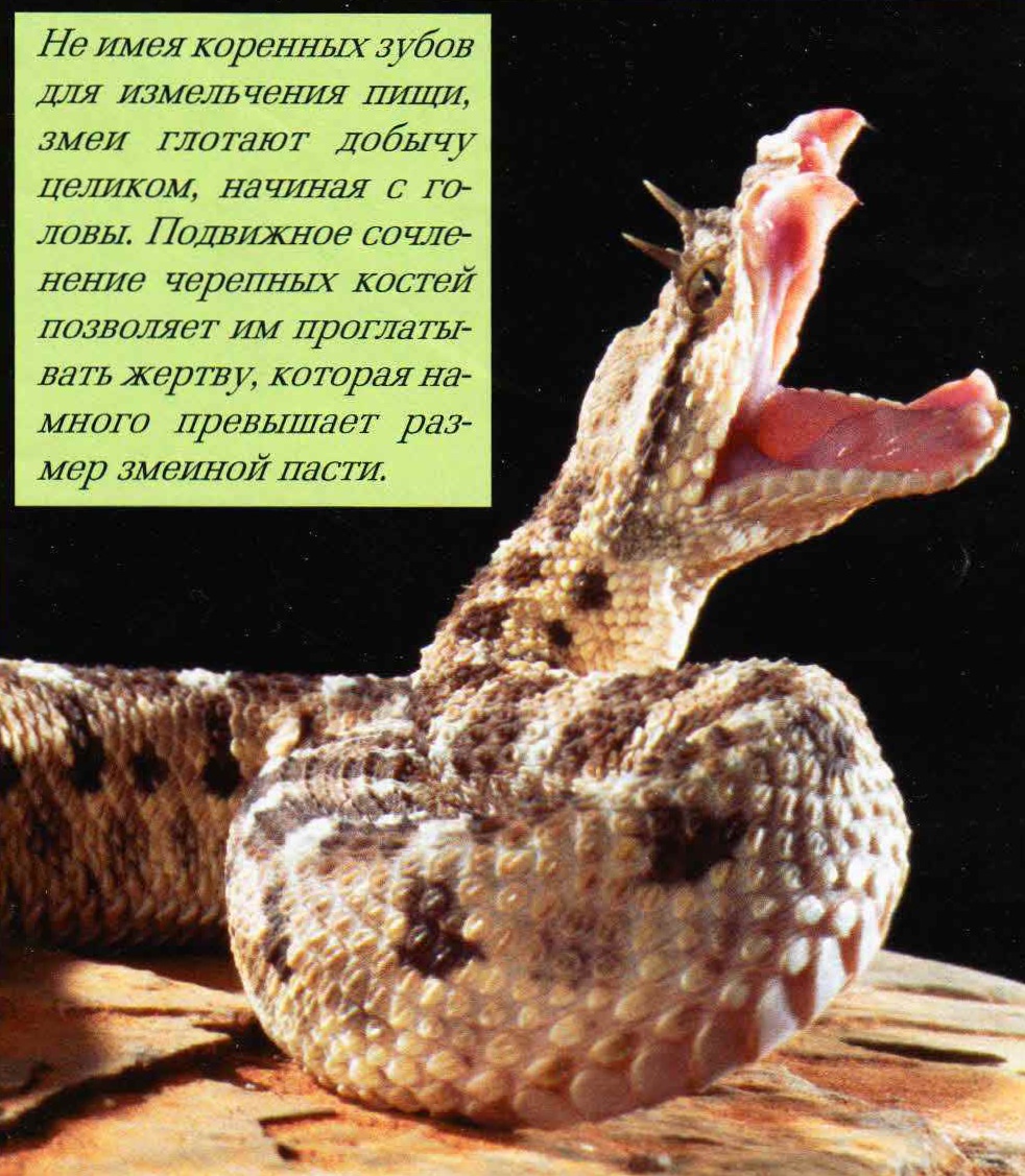 Не имея коренных зубов для измельчения пищи, змеи глотают добычу целиком, начиная с головы. Подвижное сочленение черепных костей позволяет им проглатывать жертву, которая намного превышает размер змеиной пасти.