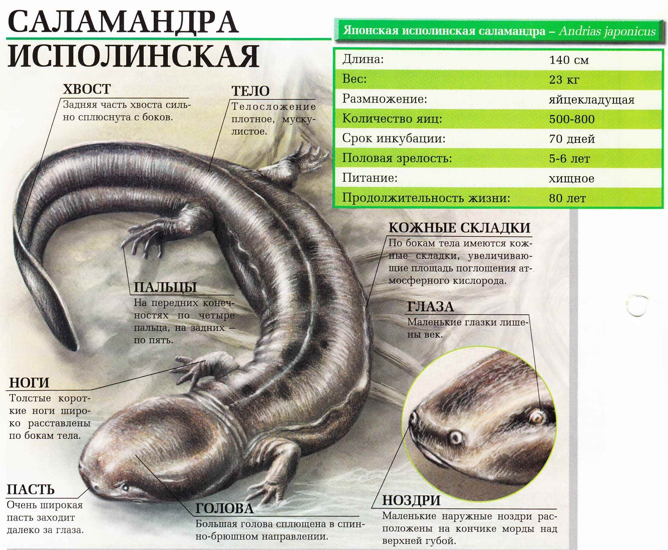 Саламандра исполинская.